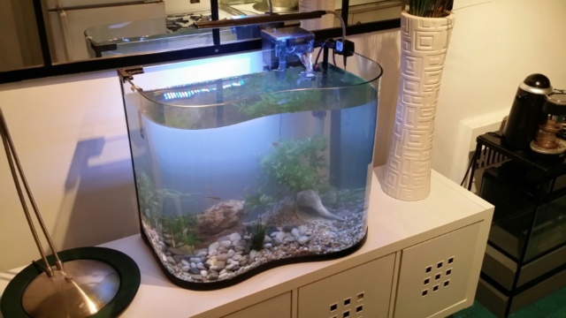 Nouveau chez Denis ( Aquarium 30 gallons ) 113 litres  Thumb236