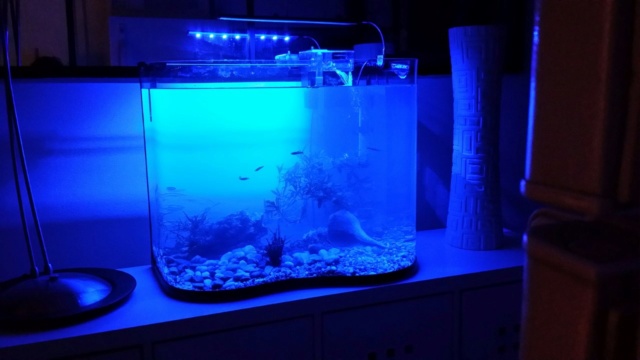 Nouveau chez Denis ( Aquarium 30 gallons ) 113 litres  Thumb238