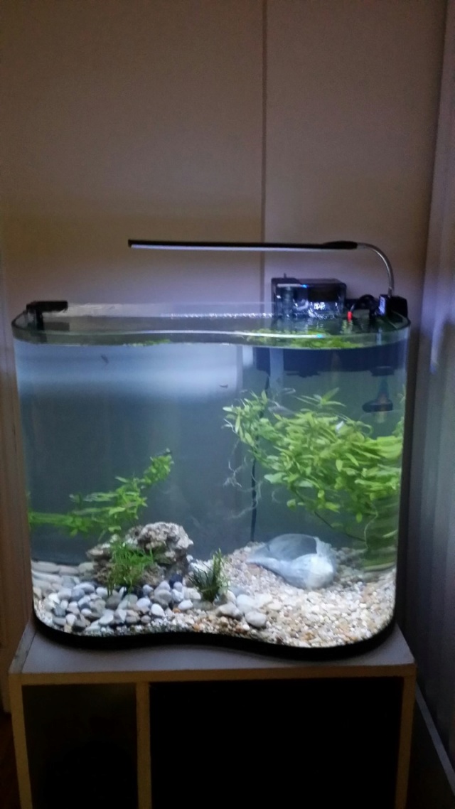 Nouveau chez Denis ( Aquarium 30 gallons ) 113 litres  Thumb241