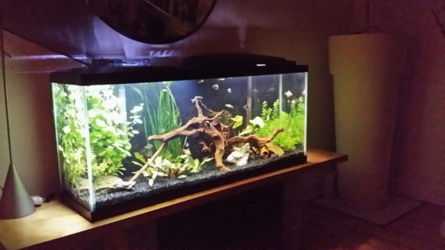 Ma  nouvelle aquarium ( 55 gallons 250 litres )  - Page 2 Thumb253