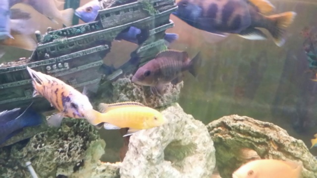 Les poissons africain d'eau douce a mon animalerie  Thumbn87