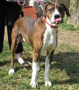 BB MALE X BOXER 18 MOIS Bb_02_10