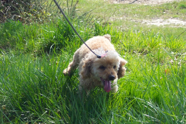 RIP a ma belle - Page 2 100_4011