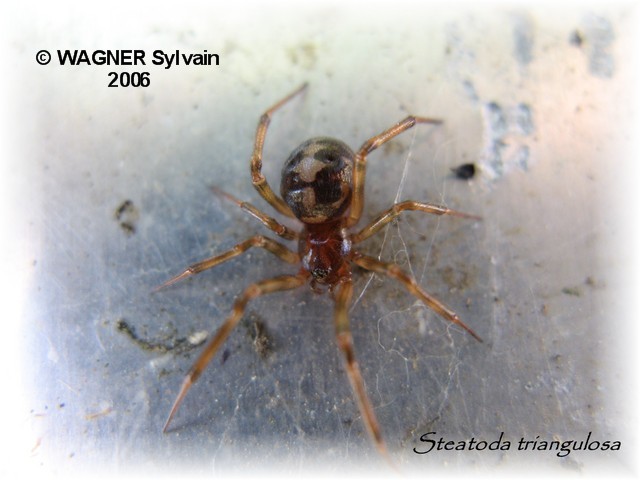 Arachnides photos Steato10