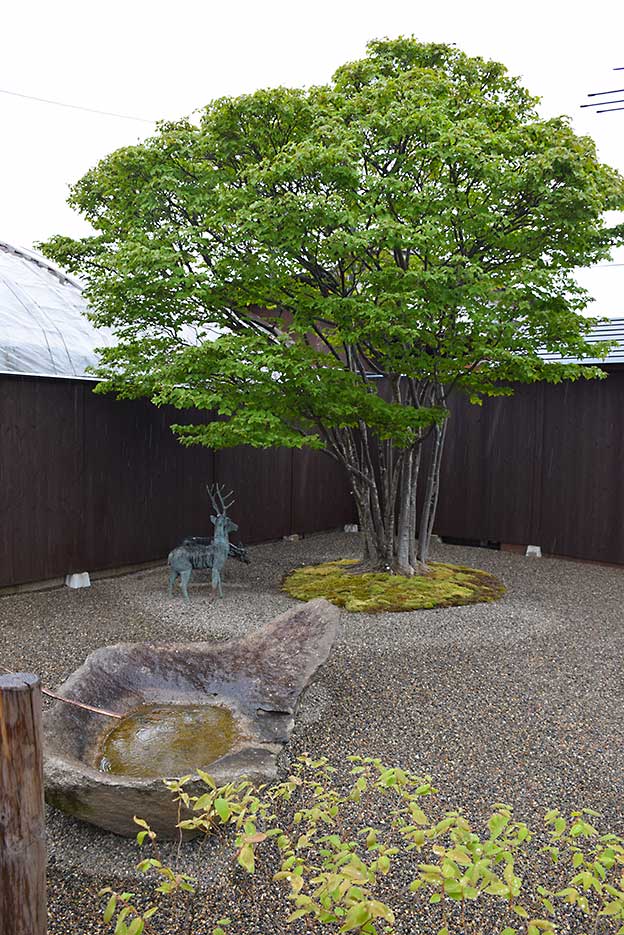 Le Jardin de maître Shinji Suzuki. 1311