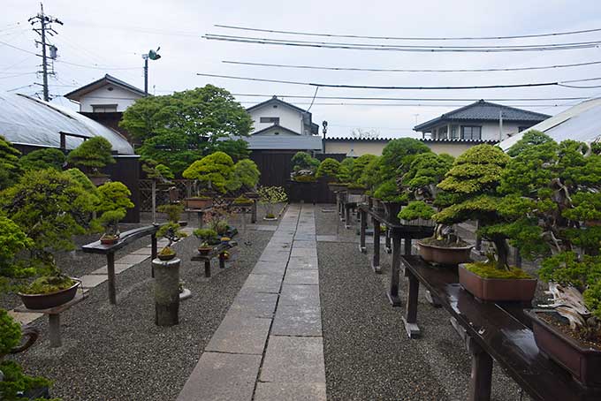Le Jardin de maître Shinji Suzuki. 1711