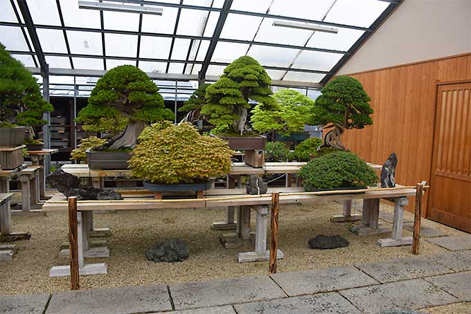 Le Jardin de maître Shinji Suzuki. 4610