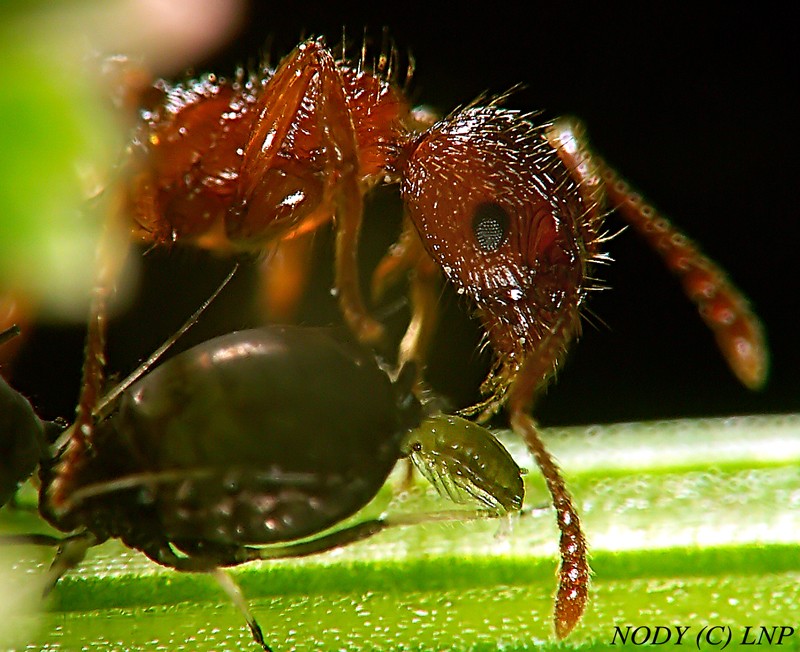 Naissance d'un puceron Naissa10