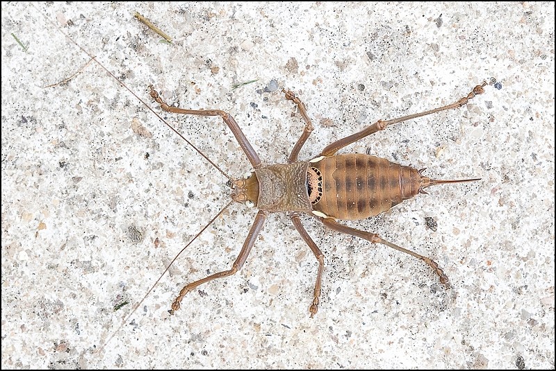 [Uromenus rugosicollis] Un ortho, oui mais lequel ? Img_9011