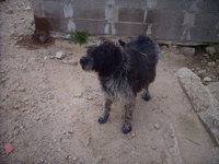 Texane, croisée griffon khortal de 11 ans et 10 ans de refuge - 66  3-pict11