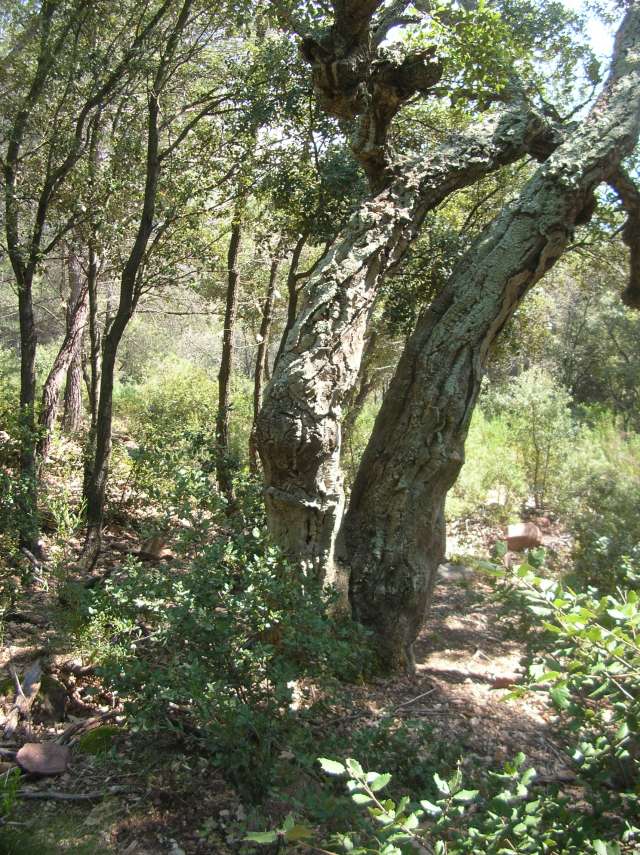 Chène liège .Quercus suber Dscn6110