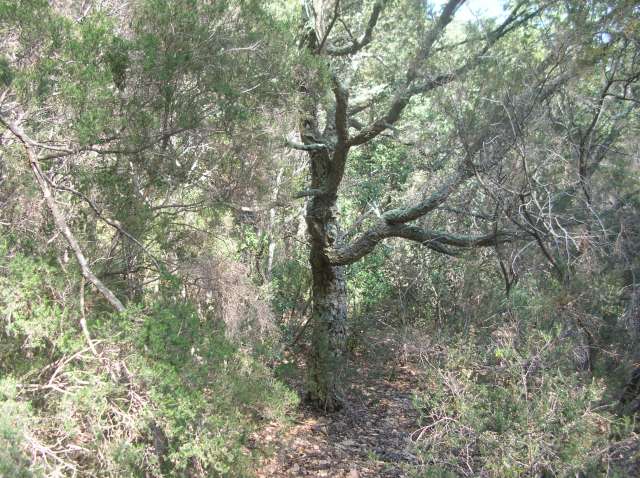 Chène liège .Quercus suber Dscn6111