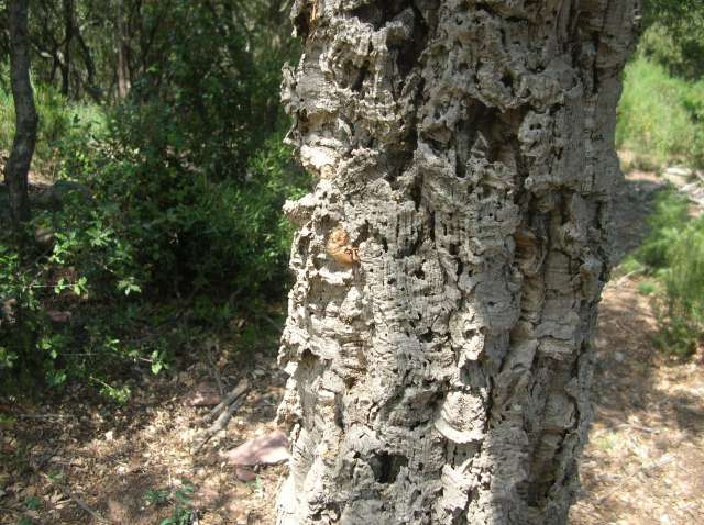 Chène liège .Quercus suber Dscn6112
