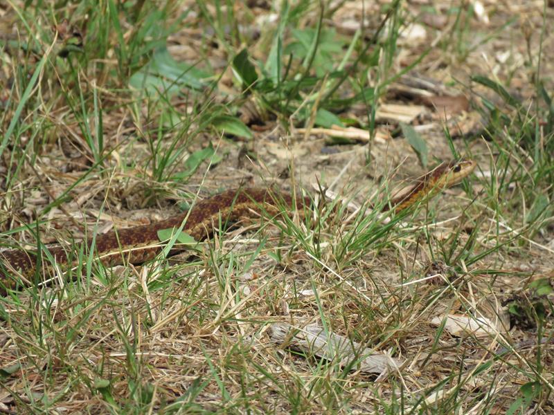 Visites au jardin 2017 Couleu11