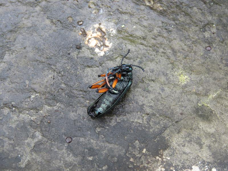  Coléoptères (Coleoptera) Famille :  Méloïdes ou Méloés (Meloidae) Img_9012