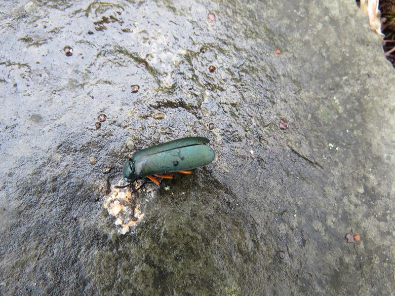  Coléoptères (Coleoptera) Famille :  Méloïdes ou Méloés (Meloidae) Img_9014