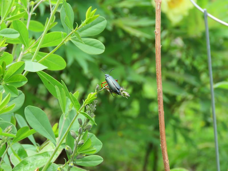  Coléoptères (Coleoptera) Famille :  Méloïdes ou Méloés (Meloidae) Insect11