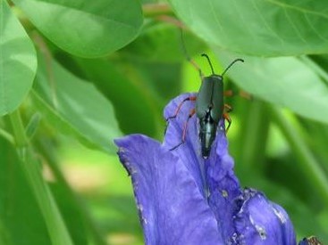  Coléoptères (Coleoptera) Famille :  Méloïdes ou Méloés (Meloidae) Insect12