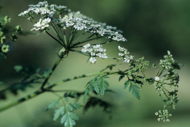 LES PLANTES TOXIQUES 1_000610