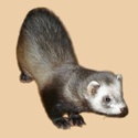 Education Furet10