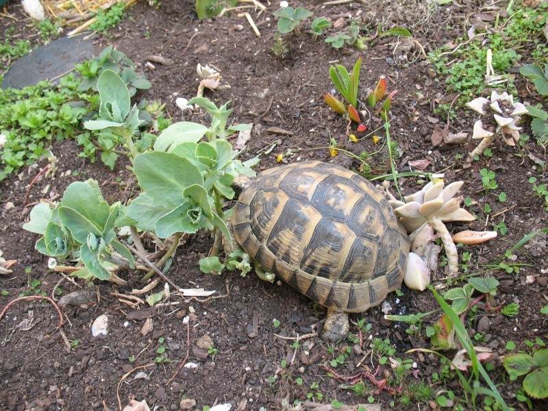 quelle est cette plante? 7_mars11