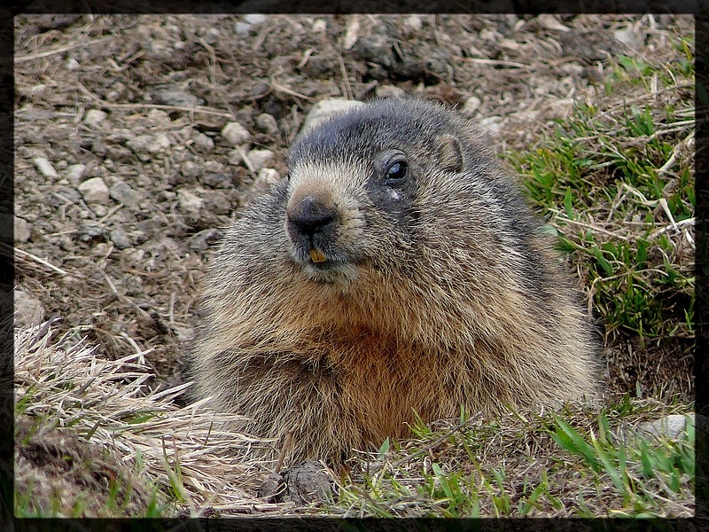 Marmottes... P1080513