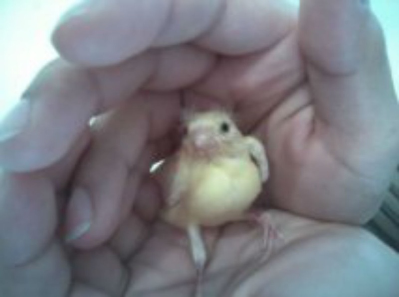 les bebes canaris de Assia
