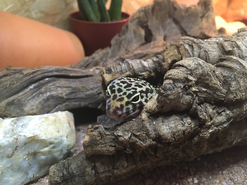 Mon gecko leopard Img_4111