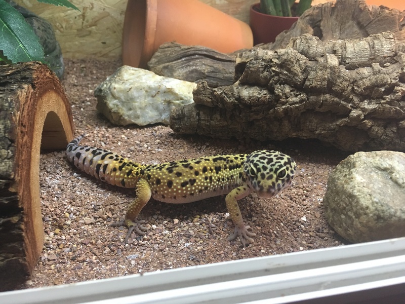 Mon gecko leopard Img_4112