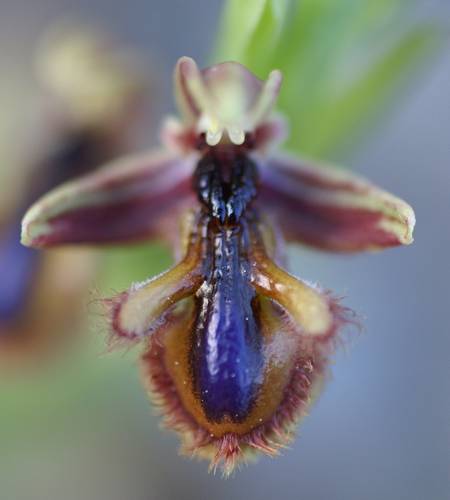 [Grèce] Ophrys de Rhodes Hyb10