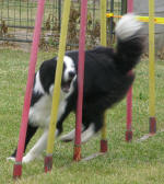 Kenan en agility Dscn1610