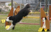 Kenan en agility Dscn1611