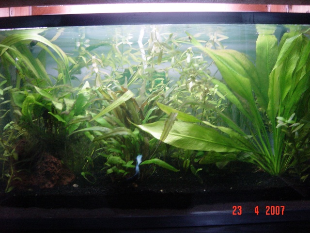 Mon aquarium de 63 litres à Bettas... - Page 8 Dsc00016