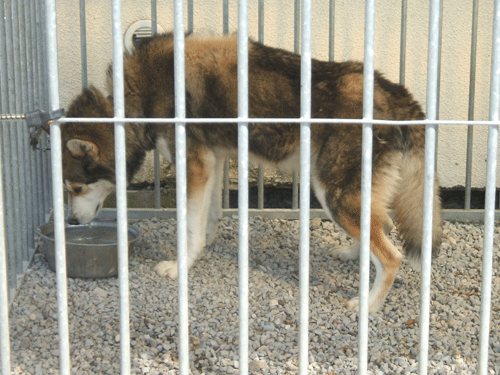 SOS pour 10 huskies en franche Comté Outama10
