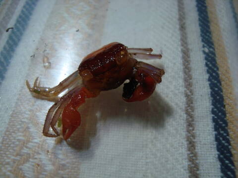 Quel Crabe Pour Votre Paludarium Quel Crabe Pour Votre Paludarium