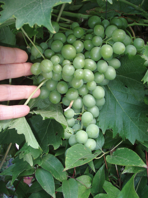 Quid de mon pommier ? Muscat11