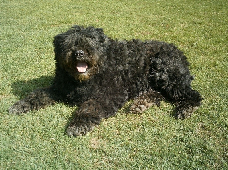 NICKY femelle bouvier des Flandres 8 ans SPA LOUVIERE BELGIQ Nicky_12