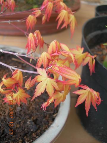 ACER KATSURA OU PAS ??? Katsur10