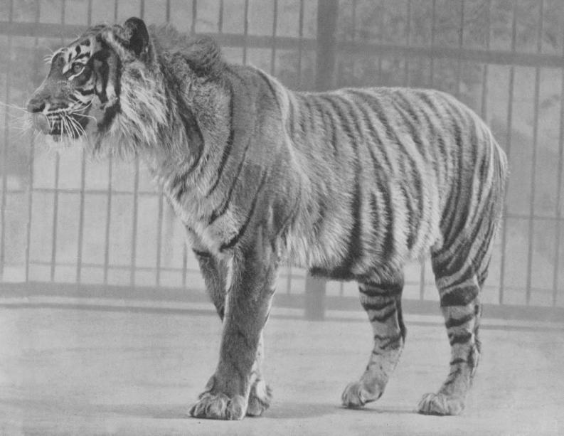 Le Tigre de Java est-il toujours en vie?  Tigre-10