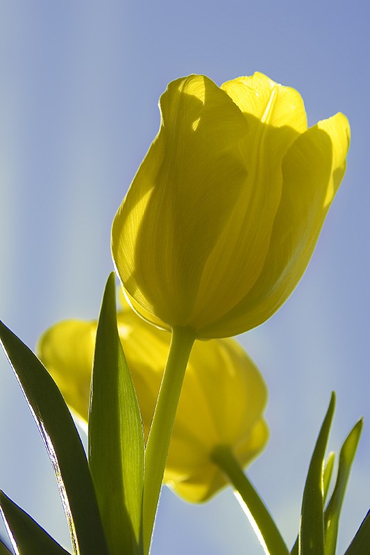 yellow tulip Yellow10