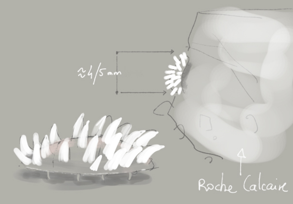 identification espèce introuvable - dessin - Myriap10