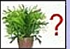 Identification des plantes.