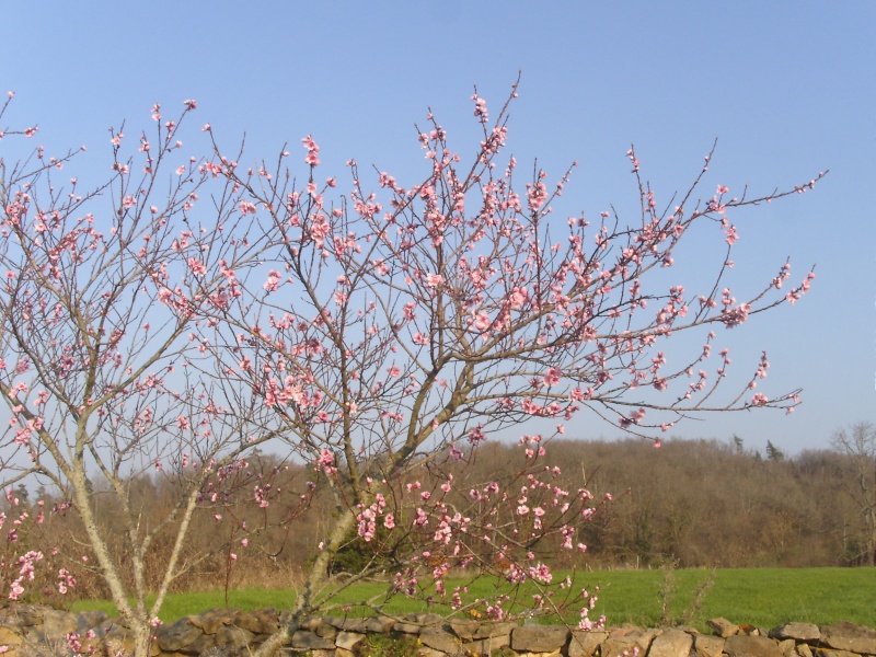 Un matin de printemps, six avril 2007 06040722