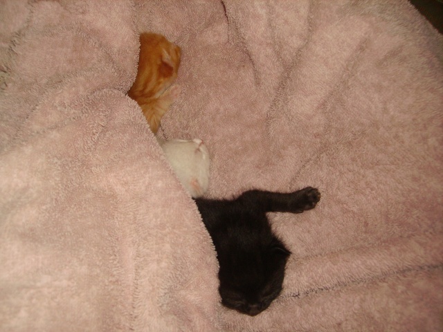 3 petits chats a adopter Imgp0620