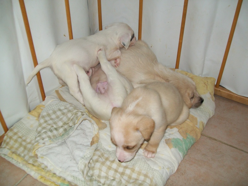 4 chiots X Lab ou Golden abandonnés dans un carton  - 83 - Page 2 100_0320