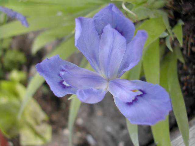Iris cristata Dscn6515
