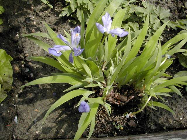 Iris cristata Dscn6516