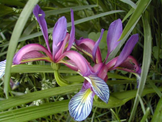 Iris graminea Dscn6517
