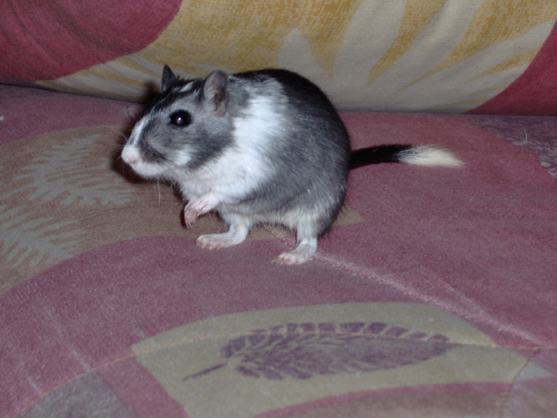 mes animaux! Gerbil18