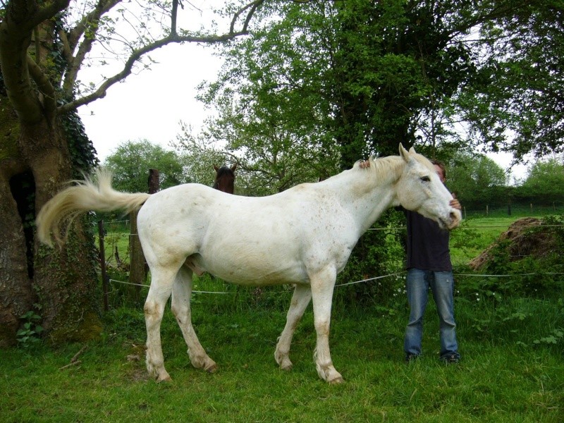 COUGAR Half Quarter Horse 17 ans placé chez Ingrid 26/05/07 Cougar10